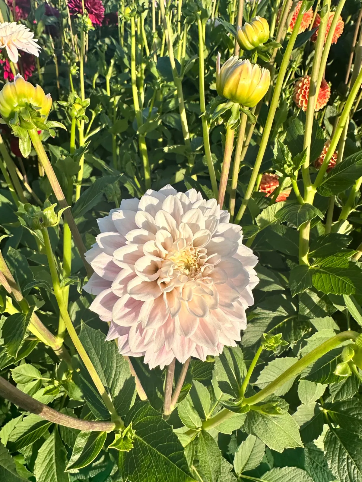 Lichtroze dahlia in volle bloei op de kwekerij