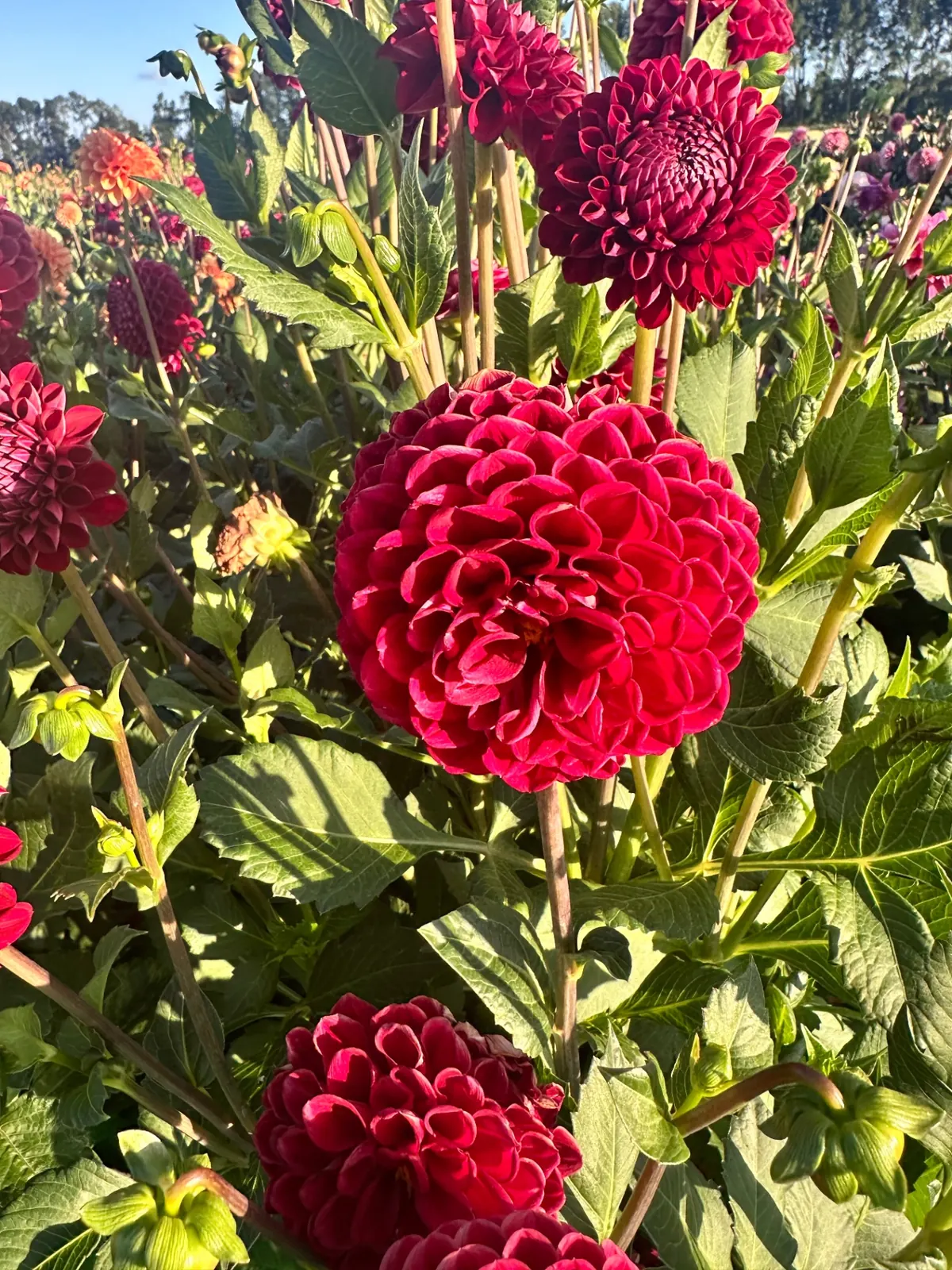 Donkerrode dahlia omringd door groene knoppen