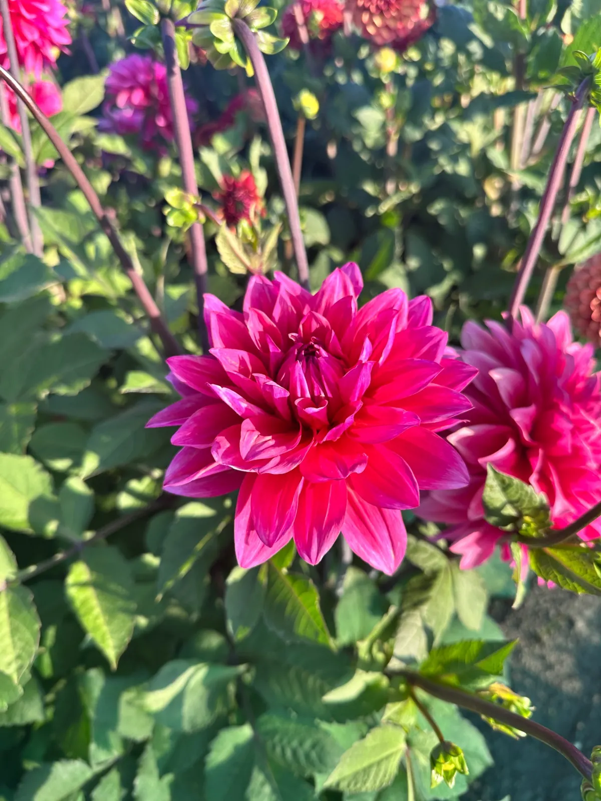 Magentaroze dahlia met spitse bloemblaadjes