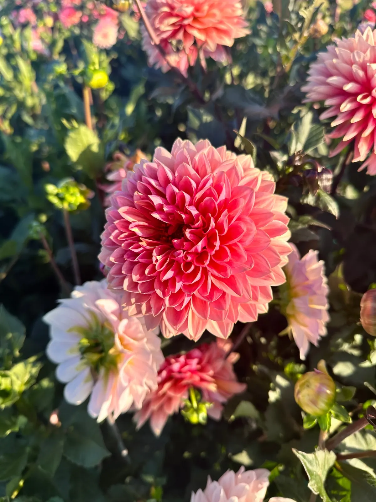 Felroze dahlia met symmetrische bloemblaadjes van dichtbij