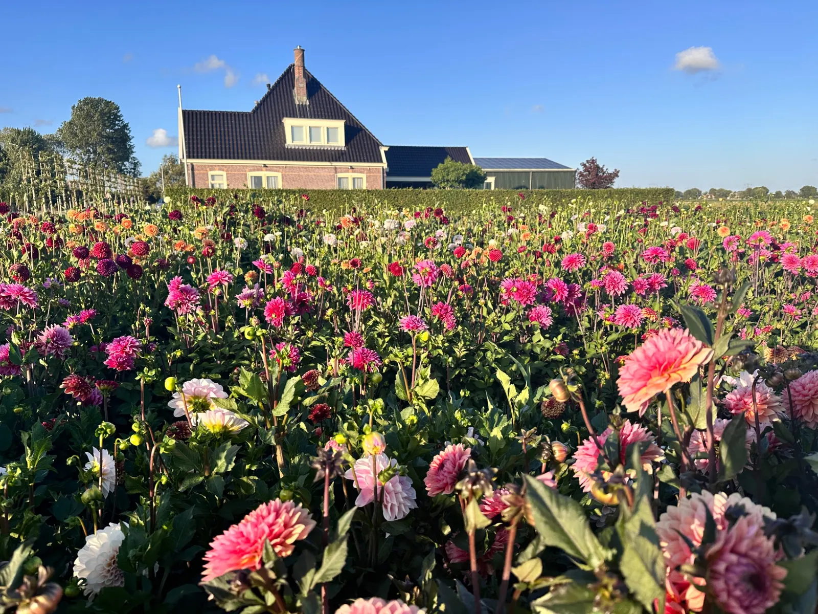 Veld vol kleurrijke dahlia's met boerderij op de achtergrond