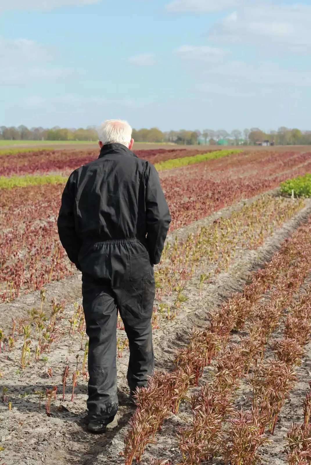 John loopt langs de uitlopende pioenrozen