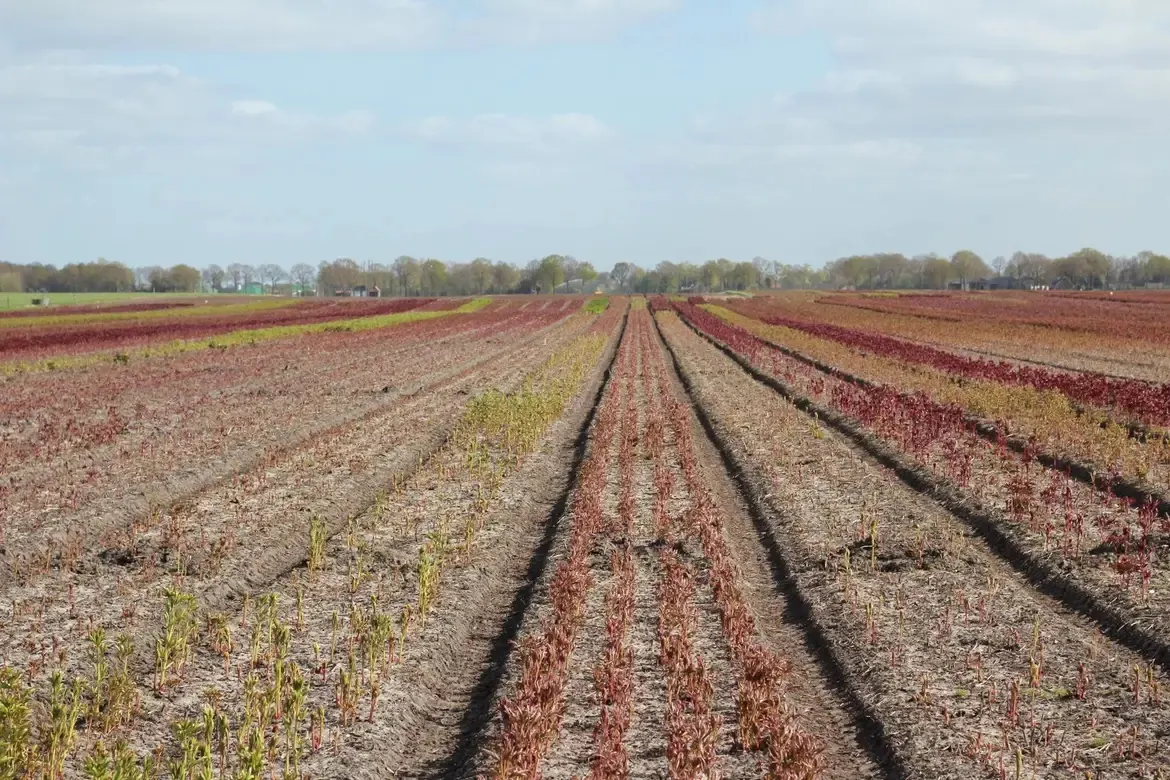 Pioenrozenveld van Kwekerij John van Langen in het voorjaar, met lange rijen jonge planten