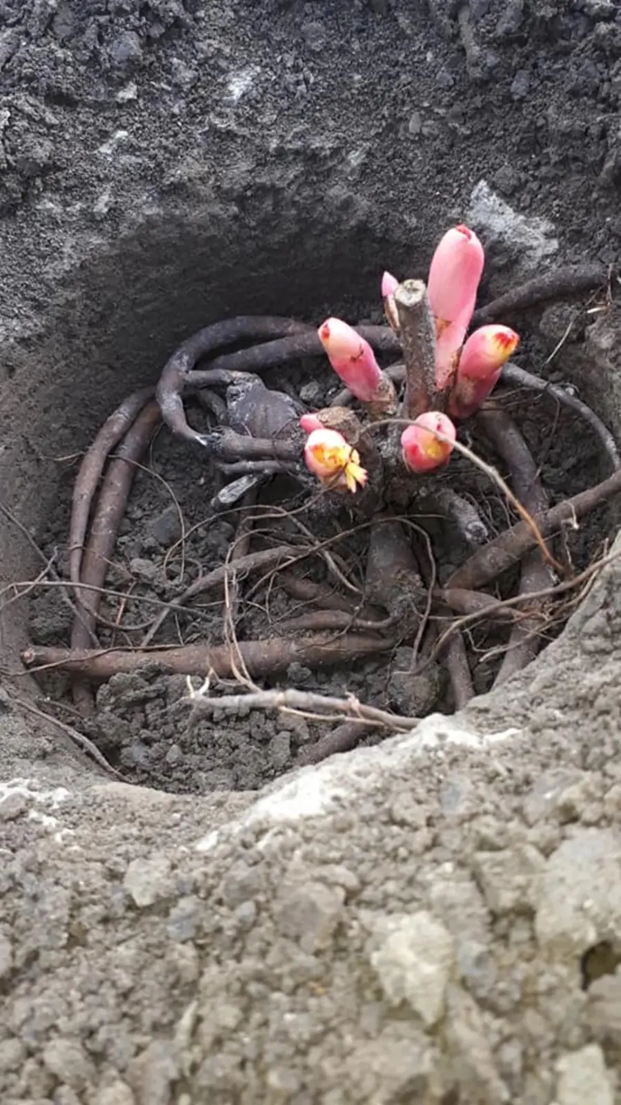 Pioenroos-wortelstok met roze knoppen in een plantgat op de kwekerij in Heerhugowaard