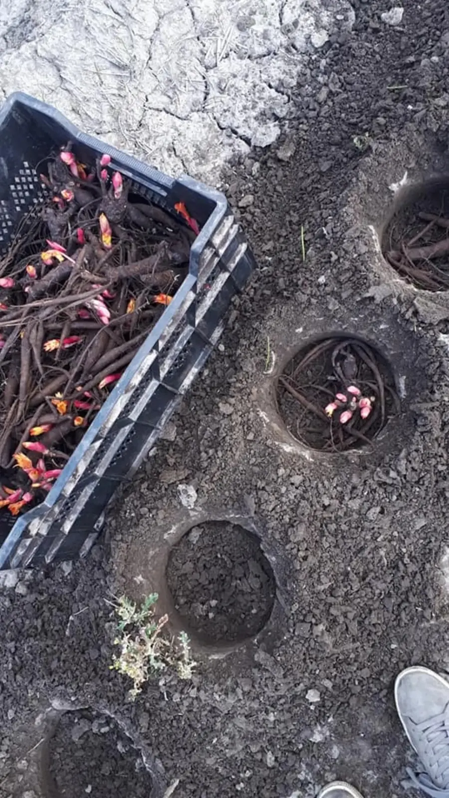 Kist met pioenroos-wortelstokken klaar om geplant te worden naast de plantgaten op de kwekerij in Heerhugowaard