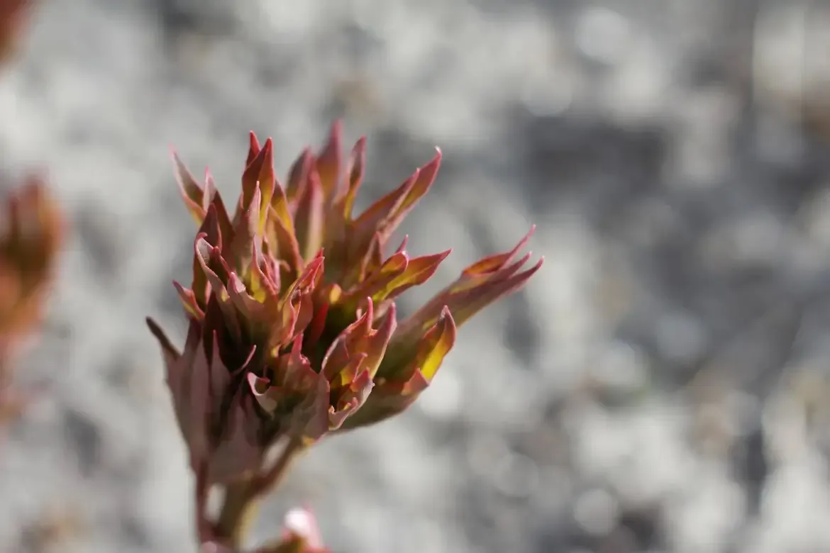 Pioenroosknop met donkerrood blad die zich begint te openen