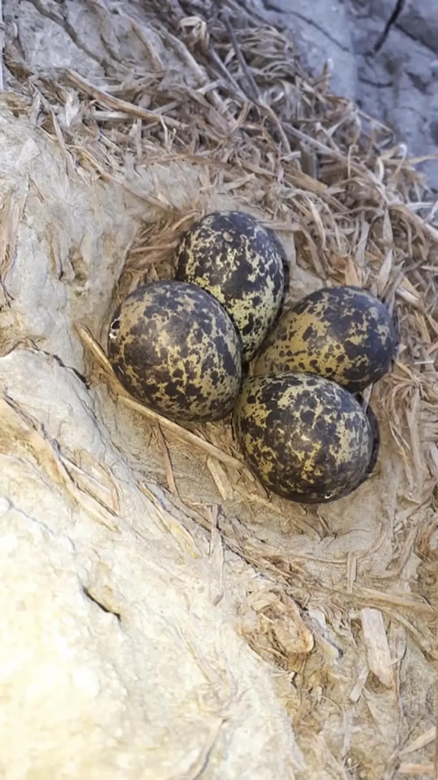 Nest met vier gespikkelde kievitseieren tussen de pioenrozenrijen op het land