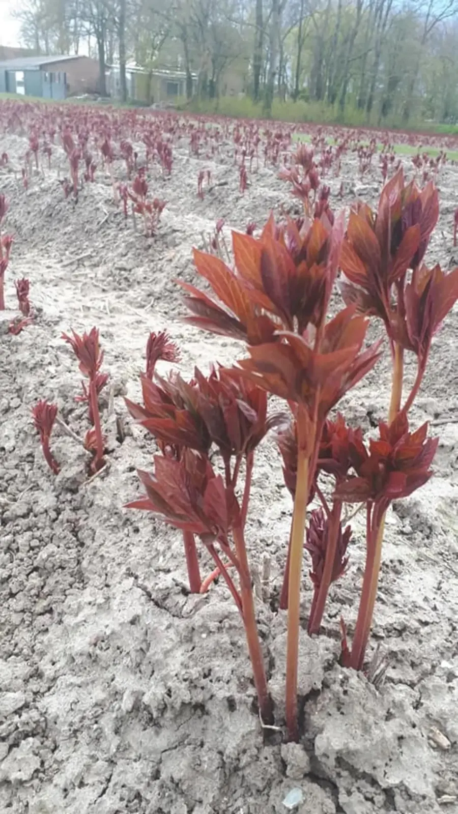 Roodbruine pioenroosscheuten die in het voorjaar boven de grond komen