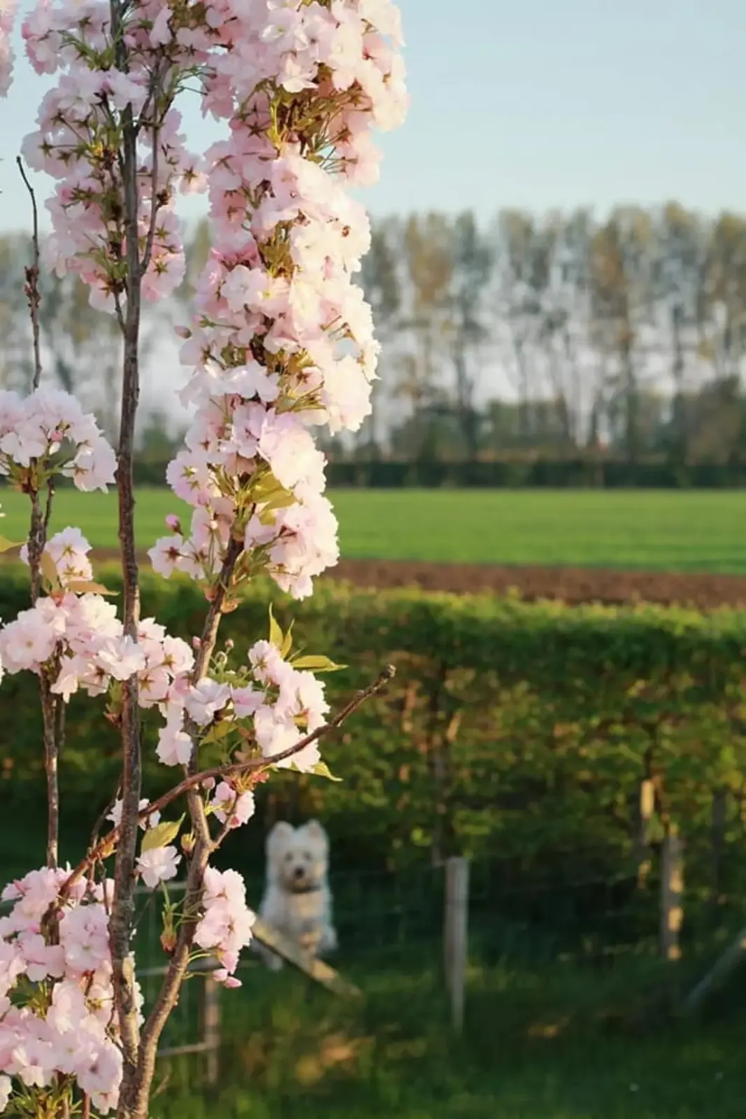 Bloeiende boom bij het kwekerijland bij zonsondergang