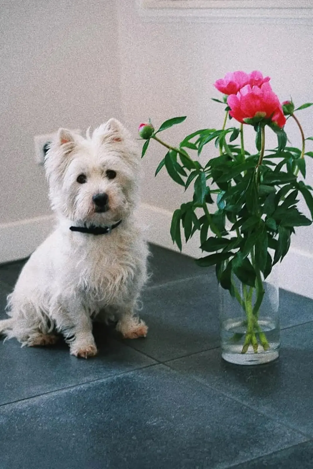 Vaas met roze pioenrozen thuis, met een klein wit hondje ernaast