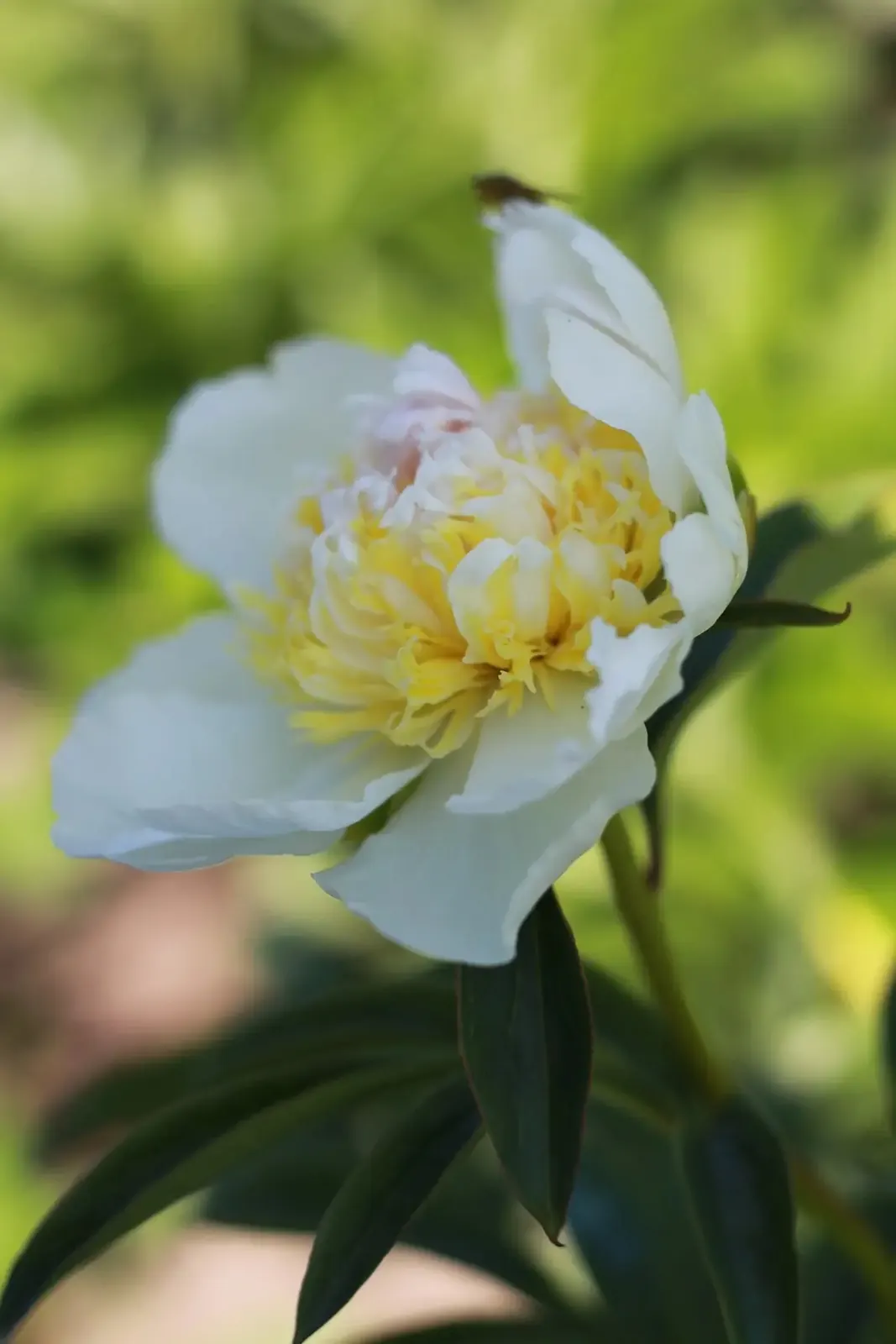 Witte pioenroos met geel hart