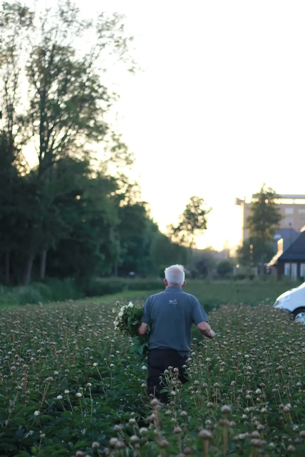 John van Langen draagt een grote bos witte pioenrozen over het veld bij zonsondergang